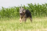 BOUVIER DES ARDENNES 046